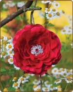 Ruffled Ranunculus Flower Clippie Red