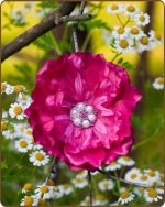 Peony Flower Clippie Smaller Shocking Pink