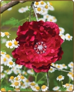 Peony Flower Clippie Smaller  Deep Red