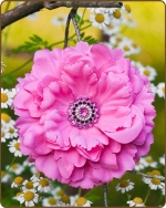 Dahlia Flower Clippie Hot Pink - 5 inch