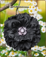Dahlia Flower Clippie Black - 5 inch