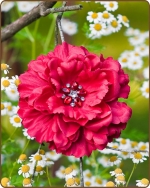 Dahlia Flower Clippie Red - 5 inch