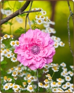 Dahlia Flower Clippie Hot Pink - 3.5 inch