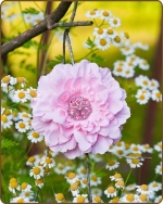 Dahlia Flower Clippie Lt. Pink - 3.5 inch