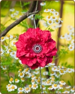 Dahlia Flower Clippie Red - 3.5 inch