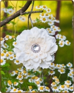 Dahlia Flower Clippie Cream - 3.5 inch
