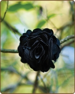 Satin Mesh Flower Clippie - Black