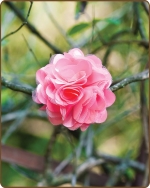 Satin Mesh Flower Clippie - Peachy Pink