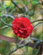 Satin Mesh Flower Clippie - Red