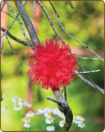 Mesh Flower Clippie - Red