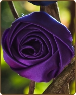 Satin Rose Clippie Purple Large