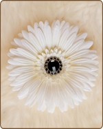 Daisy Flower Clippie Cream/Smoke