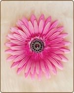 Daisy Flower Clippie Hot Pink