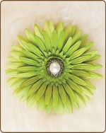 Daisy Flower Clippie Light Artichoke