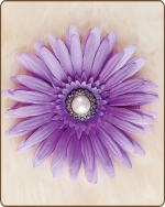 Daisy Flower Clippie Lilac