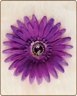 Daisy Flower Clippie Lavender/Purple